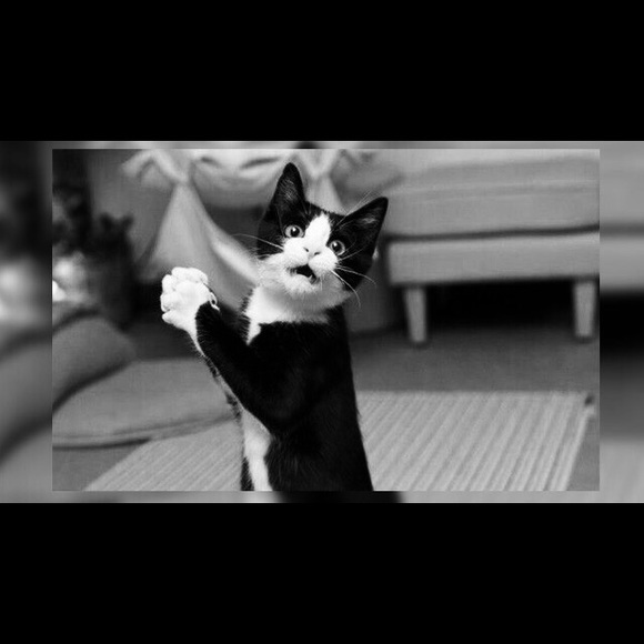 Meet your Posher, Shiela - Picture 1 of 1